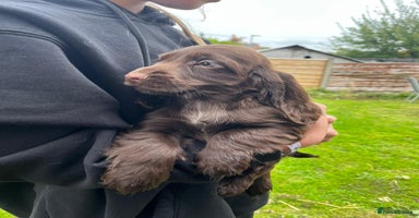 Cocker Spaniel dogs - Advert 15