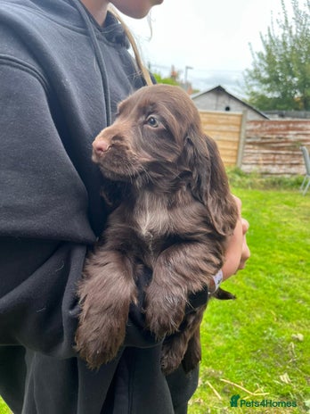 Cocker Spaniel dogs - Advert 3