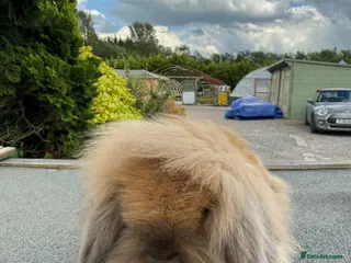 Mini Lion Lop rabbits Single mane mini lionlops - Advert 5