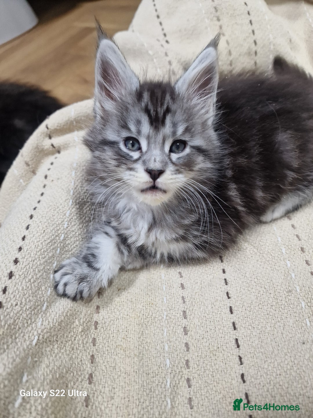 Maine Coon cats for sale: Pure Makne coon - Advert 28