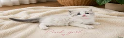 Ragdoll cats for sale: Stunning Ragdoll kittens GCCF Pet /Active  - Advert 3