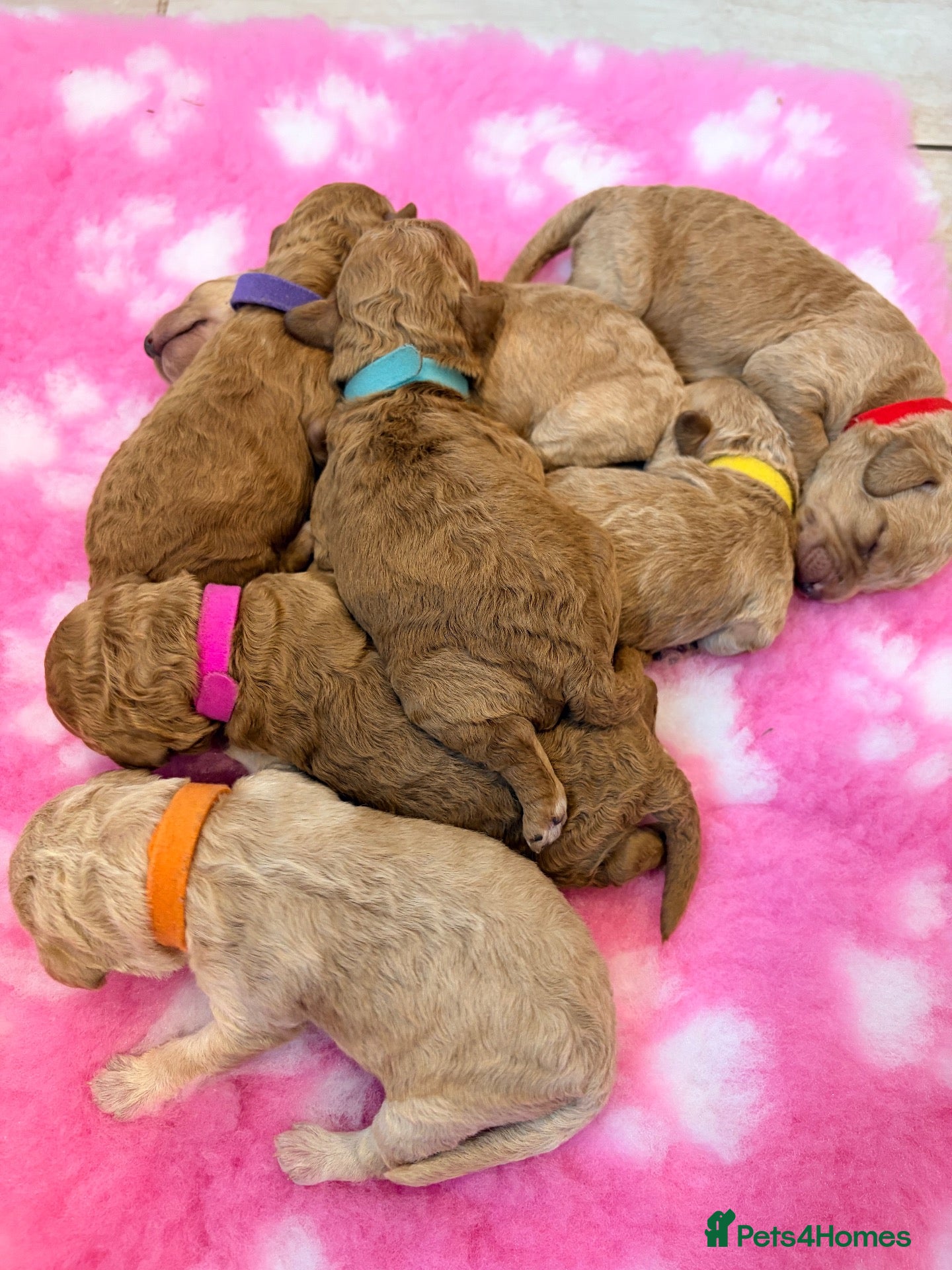 Labradoodle dogs Miniature Labradoodle Puppies for sale  - Advert 2