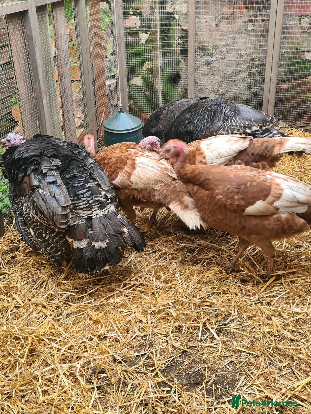 Chickens poultry for sale: Turkeys  and chickens for sale in Blackpool - Advert 10