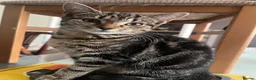 Mixed Breed cats for sale: Free female kitten 4 months old - Advert 3