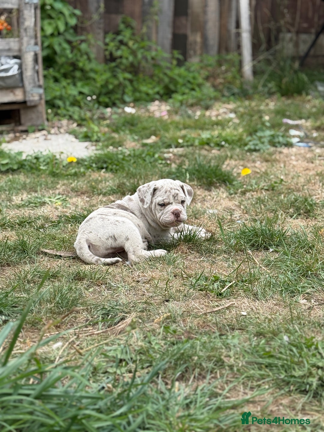Mixed Breed dogs for sale: Beautiful lilac cane Corso x bulldog pups  - Image 21