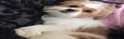 Jack Chi dogs for sale: Adorable Jack Russell X - Advert 15