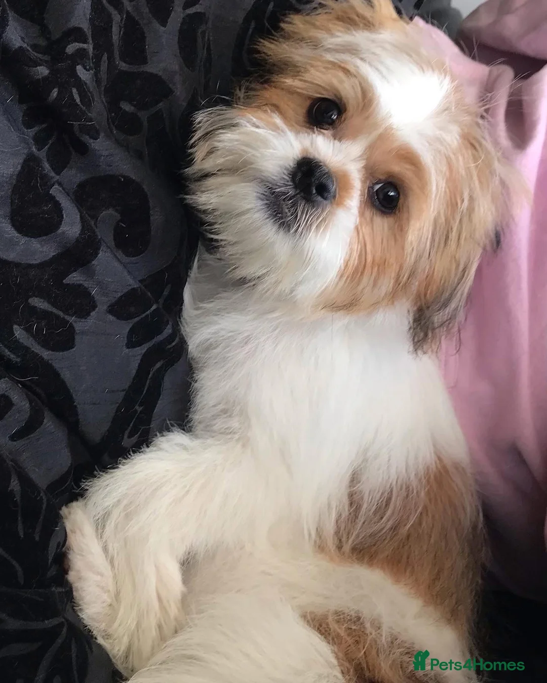 Jack Chi dogs for sale: Adorable Jack Russell X - Advert 15