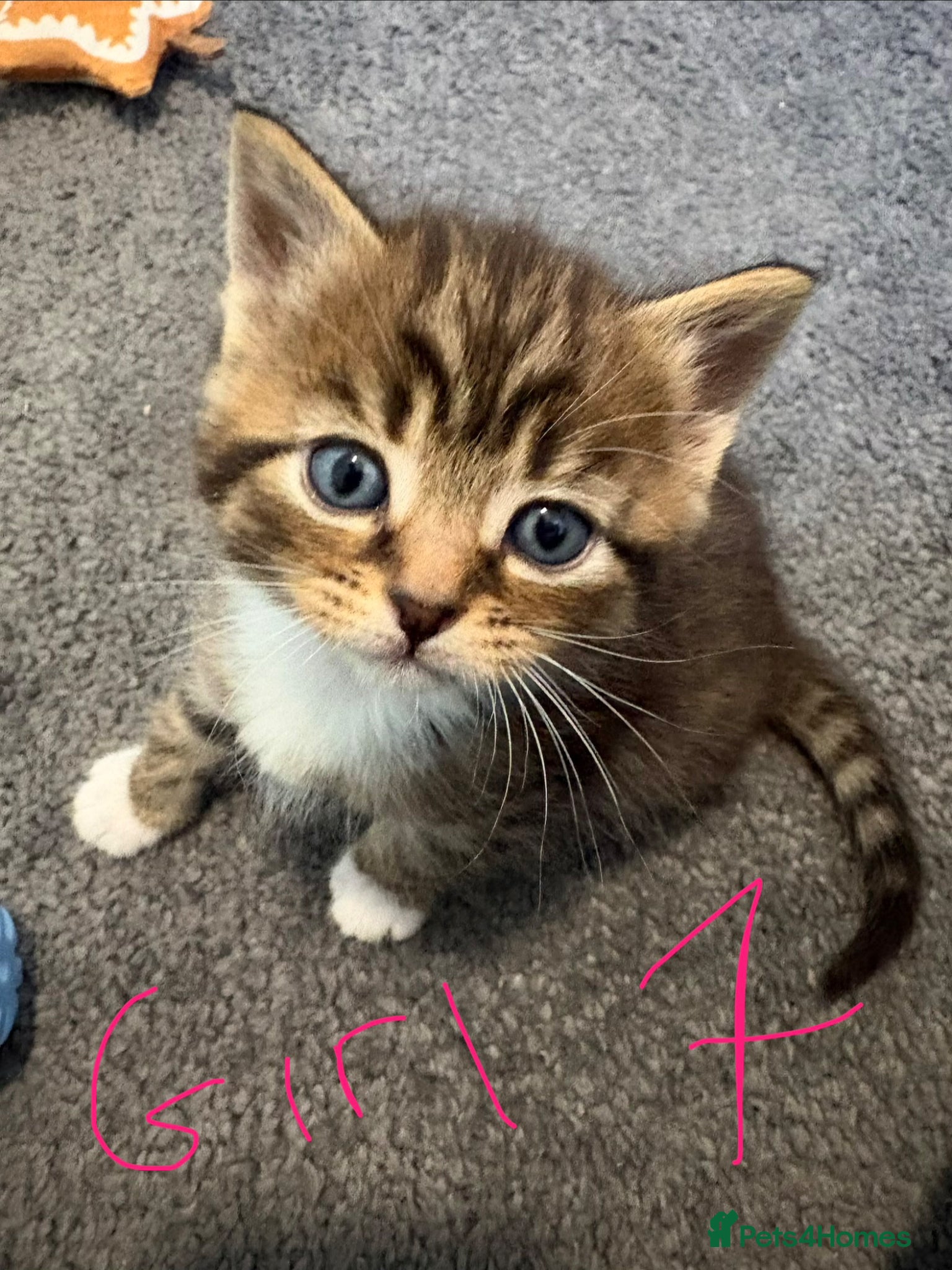 Mixed Breed cats Beautiful kittens!  - Advert 18