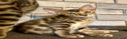 Bengal cats for sale: Beautiful Bengal kittens for loving homes. - Advert 4
