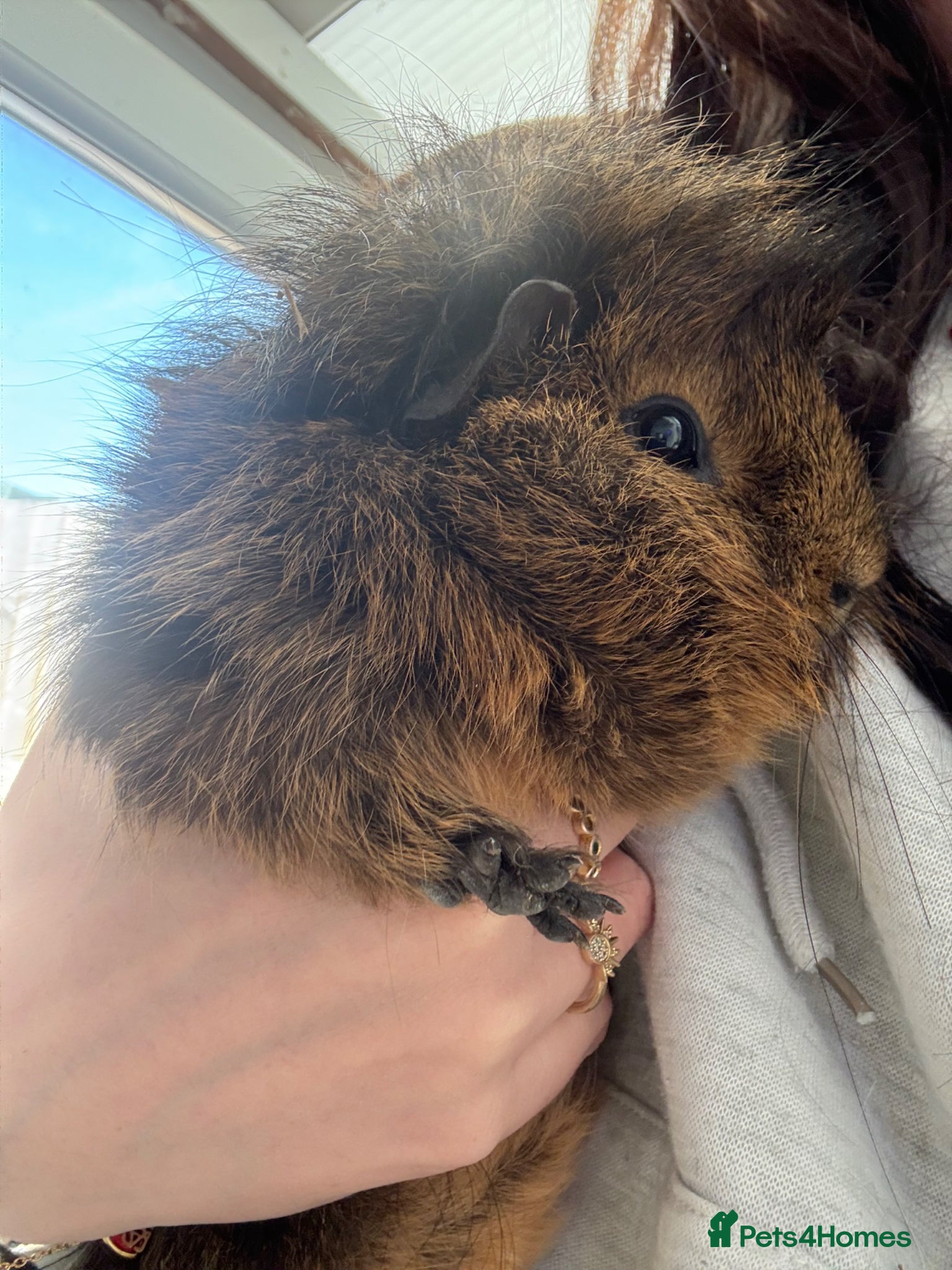 Guinea Pig rodents Bruce  - Advert 2