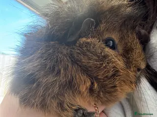 Guinea Pig rodents Bruce - Advert 7