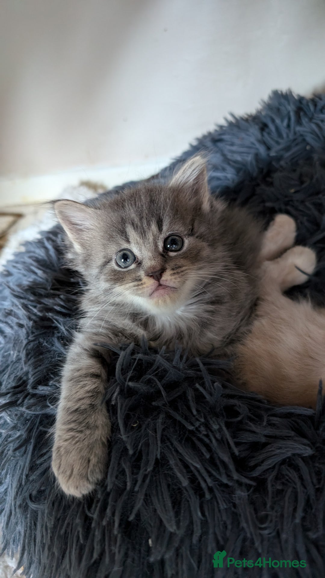 Maine Coon cats for sale: 5 Beautiful Maine Coon kittens available! 😻 - Image 22