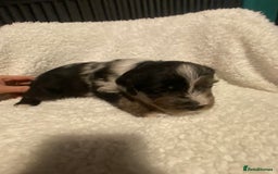 Mixed Breed dogs for sale: Staffypoos for sale - Image 7