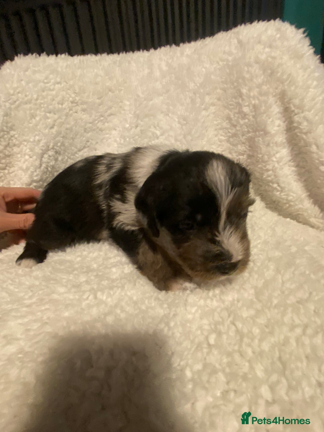 Mixed Breed dogs for sale: Staffypoos for sale - Image 7