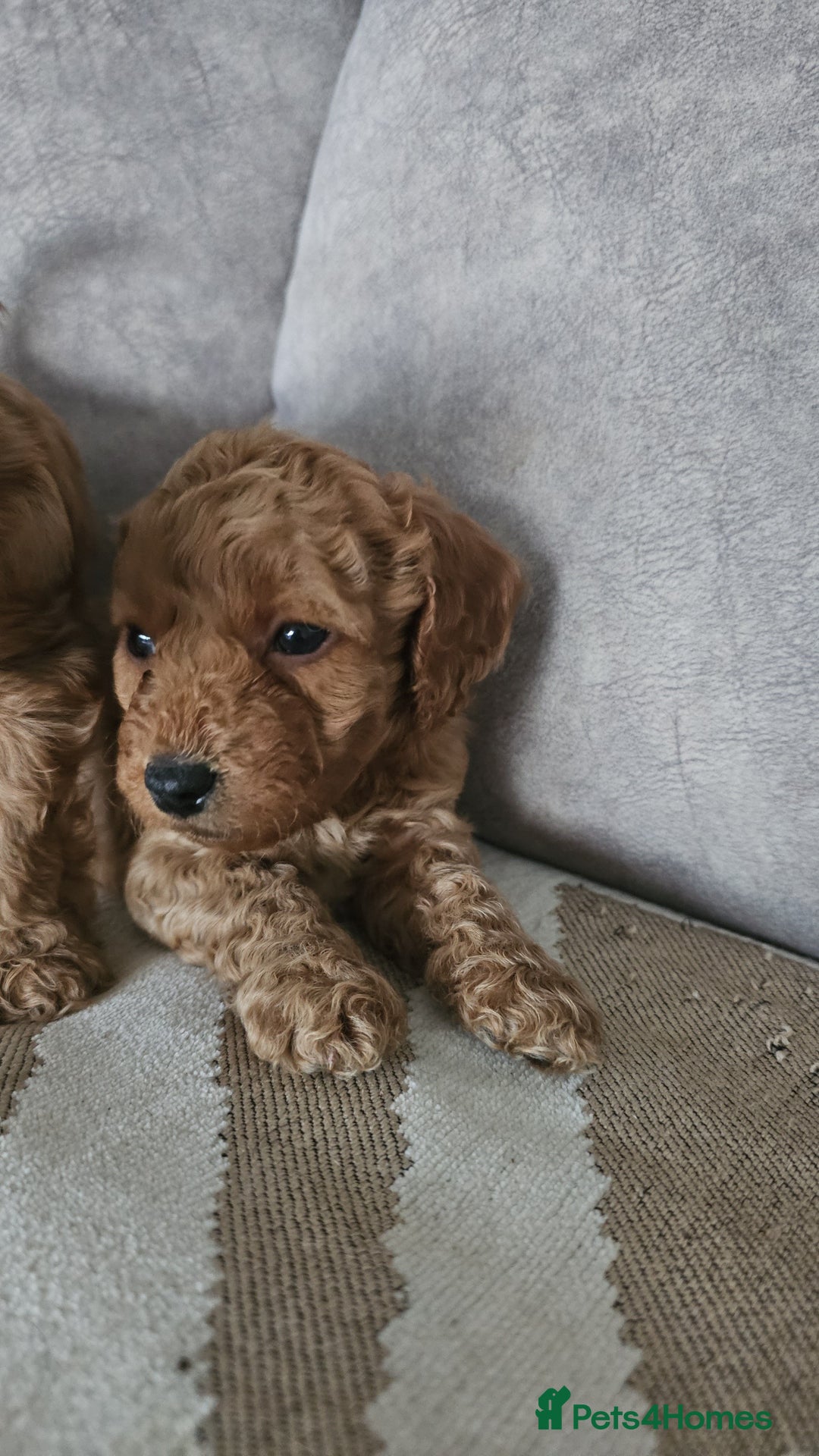 Cavapoo dogs for sale: Dashing Cavapoo Puppies  - Advert 6