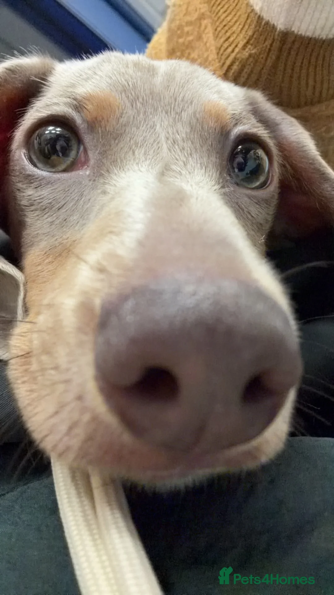 Miniature Dachshund dogs for sale: 6-Month Isabella Dachshund Girl Seeking 4ever Home - Advert 5