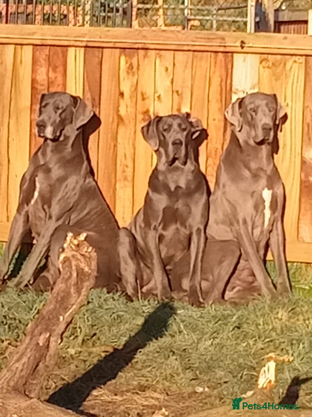 Great Dane dogs for sale: Blue Great Dane puppies - Advert 10