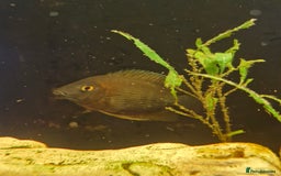 Other/Mixed Breed fish for sale: Free fish for rehoming - Image 3