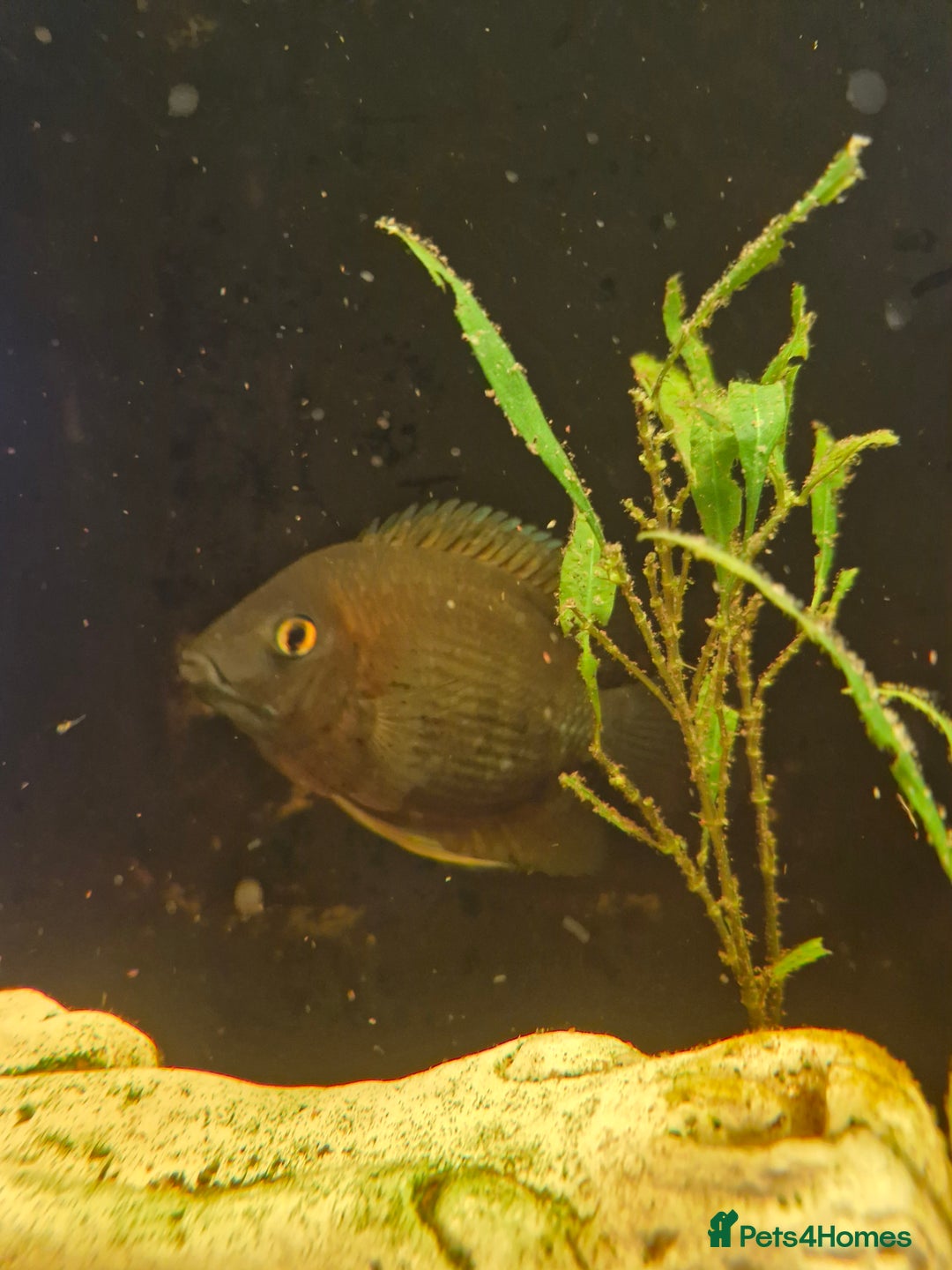Other/Mixed Breed fish for sale: Free fish for rehoming - Image 3