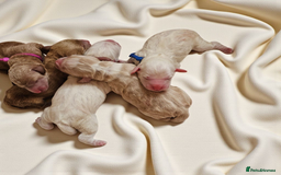 Australian Labradoodle dogs for sale: STUNNING FULLY HEALTH TESTED PUPPIES 🌟🐾 - Image 11