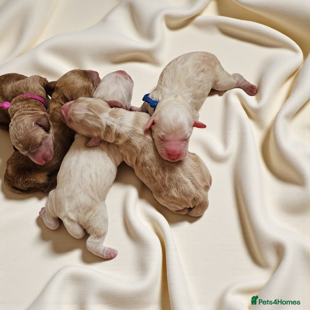 Australian Labradoodle dogs for sale: STUNNING FULLY HEALTH TESTED PUPPIES 🌟🐾 - Image 11