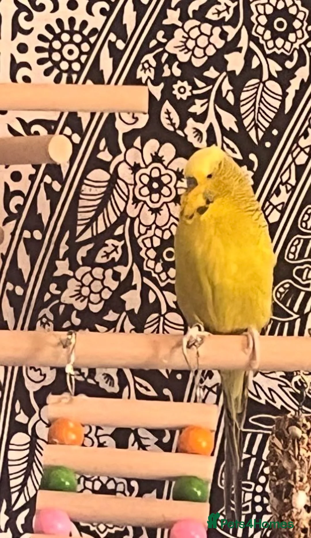 Budgerigars birds for sale: 4 Budgies  in Wellington - Advert 2