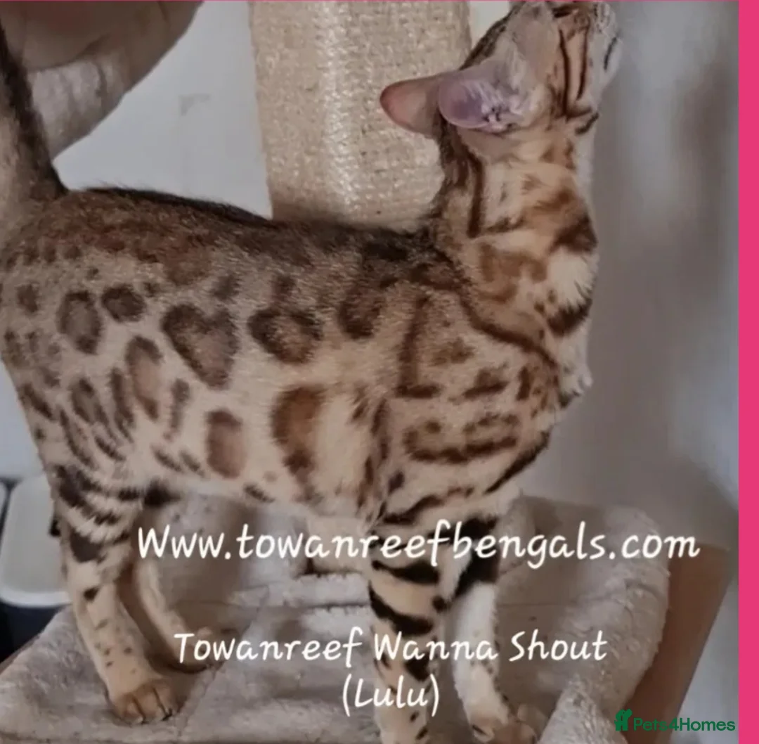 Bengal cats for sale: Tica registered bengal and rare cashmere kittens - Advert 7