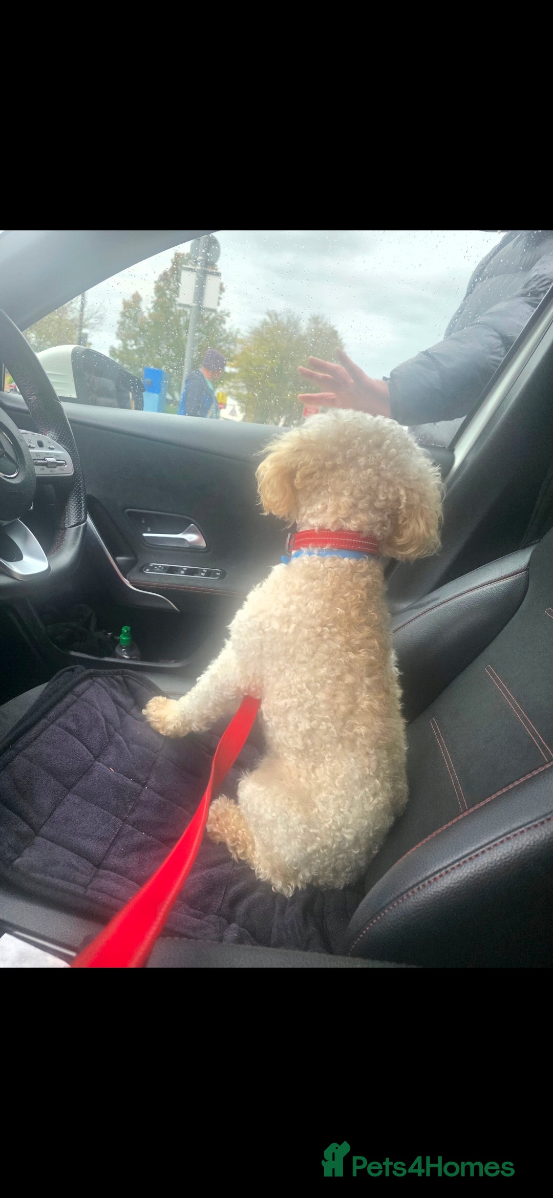 Cockapoo dogs for stud: Beautiful Natured & Coloured Cockerpoo For Stud  - Advert 3