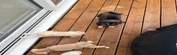 Pug dogs for sale: Two pink pug females 💖 - Advert 4