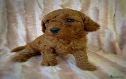 Cockapoo dogs for sale: Apricot & Fox Red F1B Cockapoo Puppies - Image 6