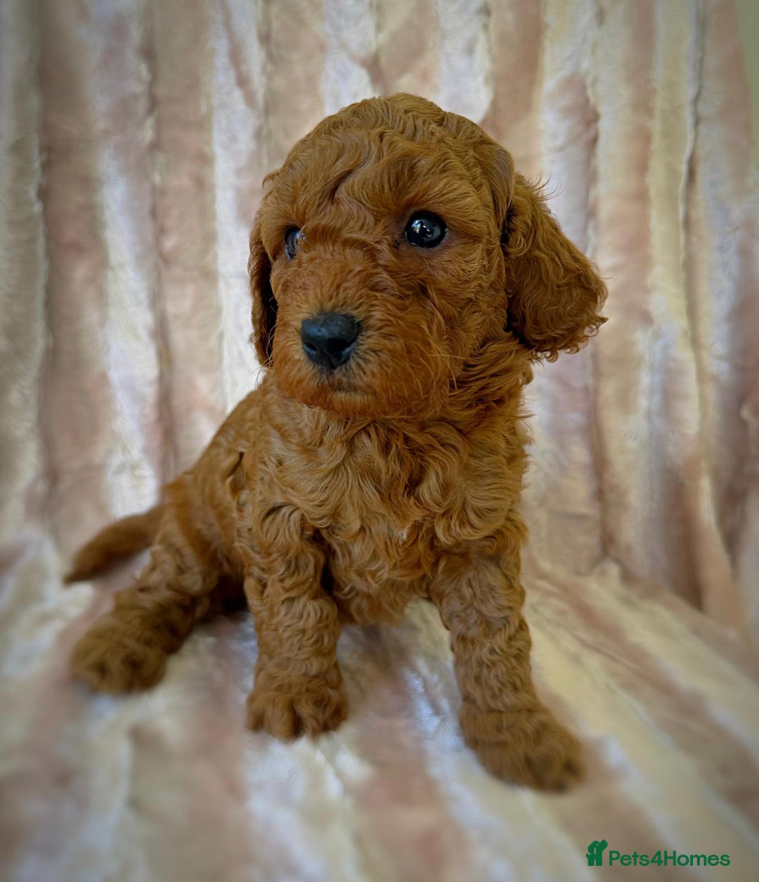 Cockapoo dogs for sale: Apricot & Fox Red F1B Cockapoo Puppies - Image 6