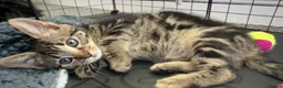 Mixed Breed cats for sale: Female Bengal X Maine Coon - Advert 5