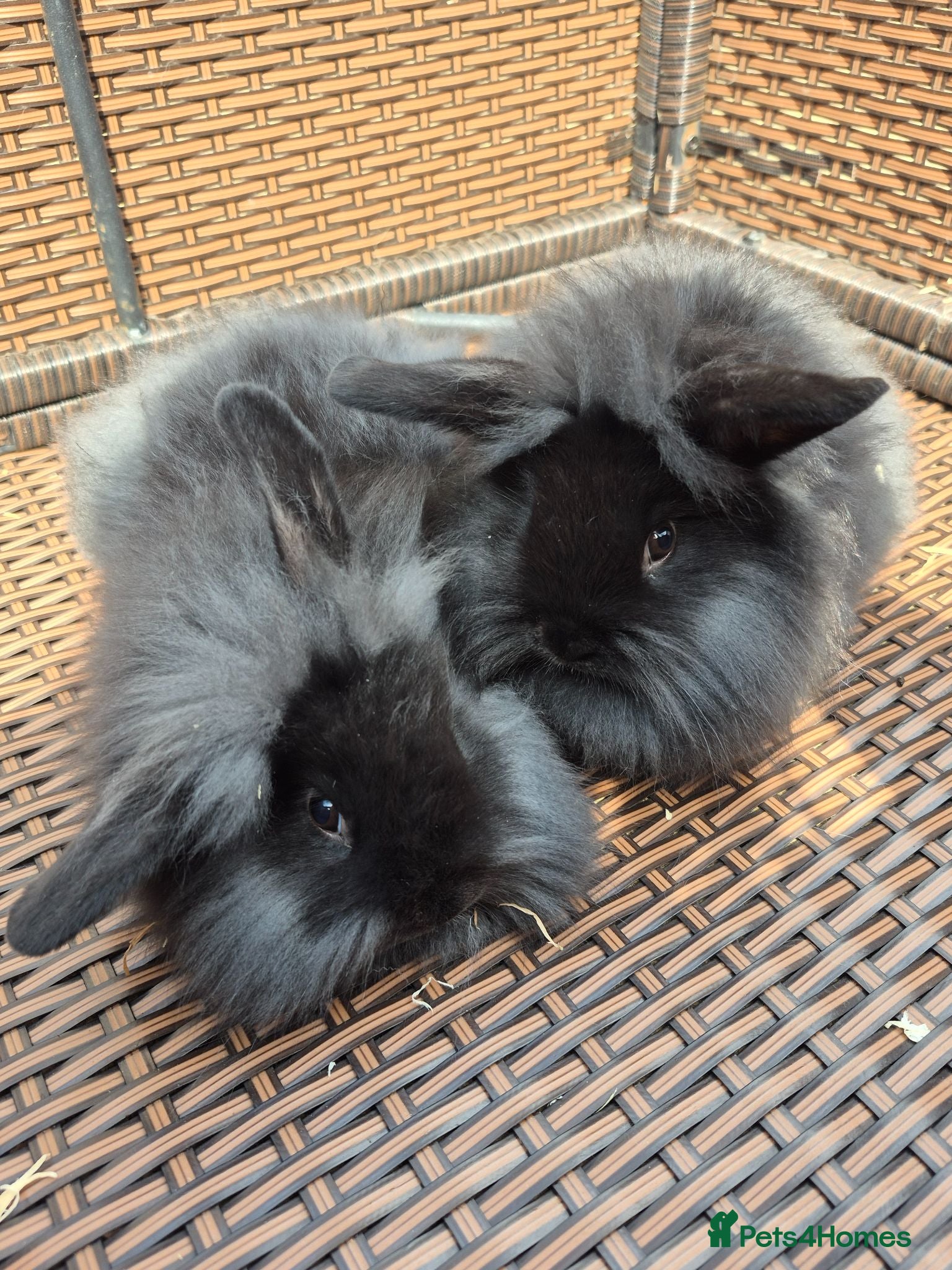 Mini Lion Lop rabbits Last 2! READY TO GO TODAY! Mini Lion Lop Babies! - Advert 2