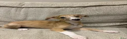 Mixed Breed dogs for sale: Whippet x lurcher pups - Advert 17