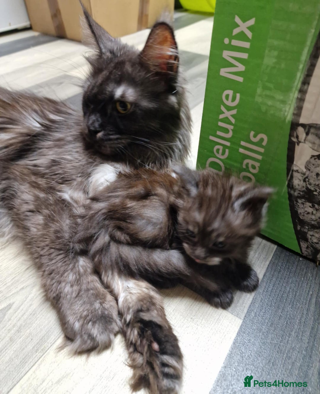 Maine Coon cats for sale: Maincoon kittens  - Advert 8