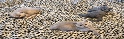 British Shorthair cats for sale: 3 Plush British shorthair kittens ❤️ - Advert 4