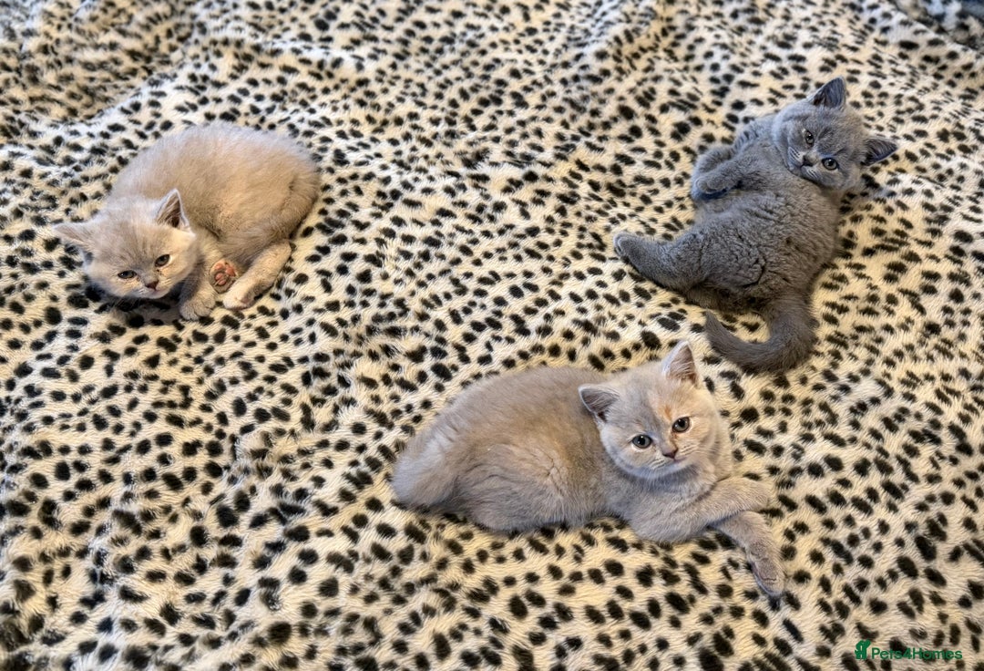 British Shorthair cats for sale: 3 Plush British shorthair kittens ❤️ - Advert 4