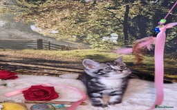 British Shorthair cats for sale: British Shorthair Tabby  - Image 4