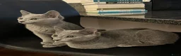 Russian Blue cats for sale: TICA registered Russian Blue kittens - Advert 2