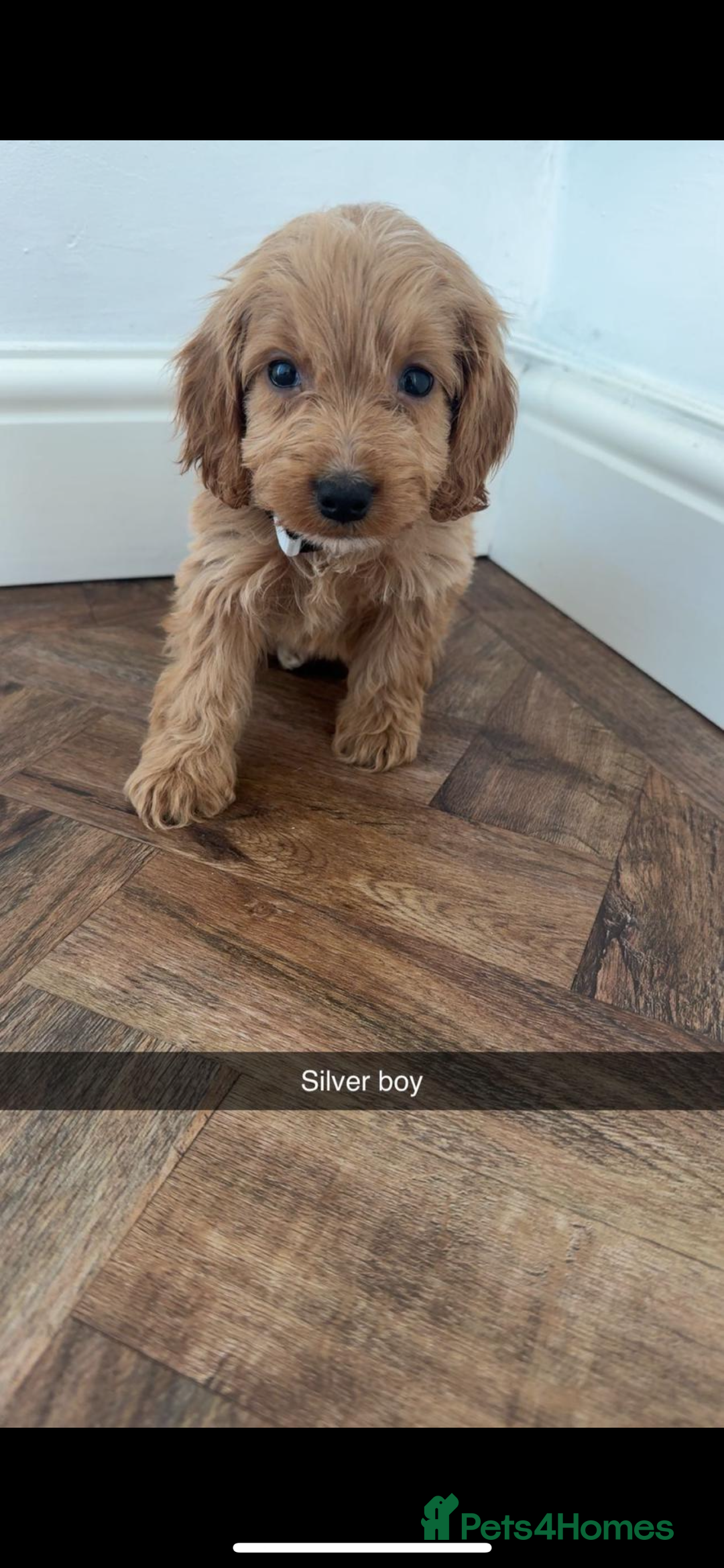 Cockapoo dogs for sale: 8 golden cockerpoos babies !!! - Image 5