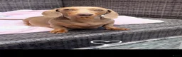 Miniature Dachshund dogs for sale: Miniature dachshund  in Sunderland - Advert 2