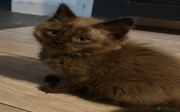 Ragdoll cats for sale: Mink Ragdoll kittens  - Image 2
