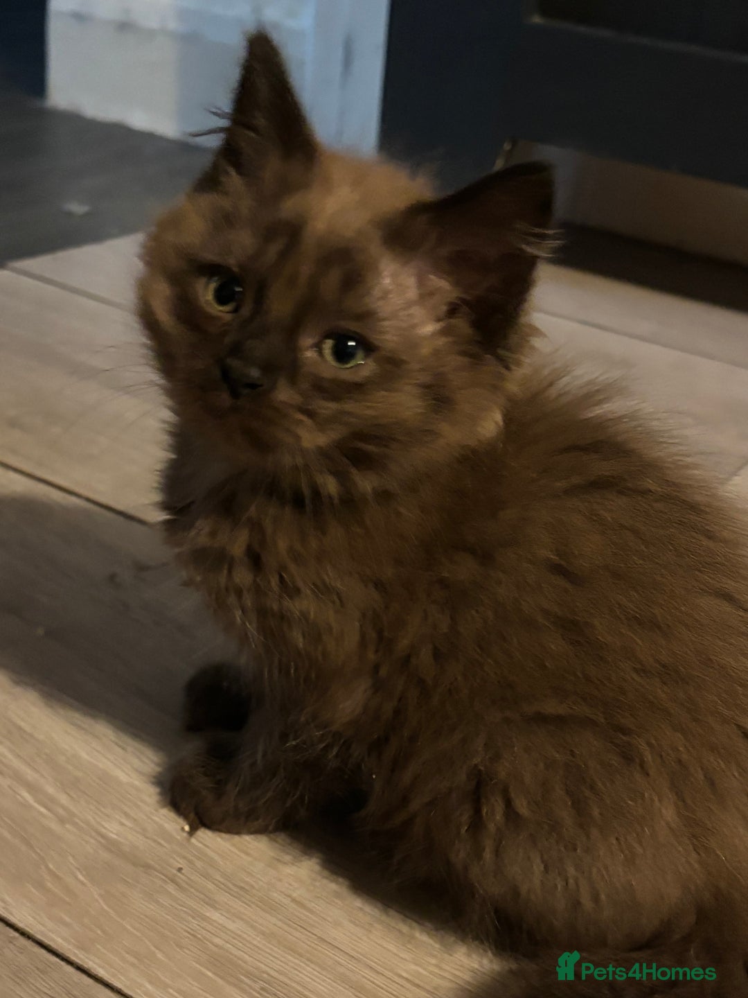 Ragdoll cats for sale: Mink Ragdoll kittens  - Image 2