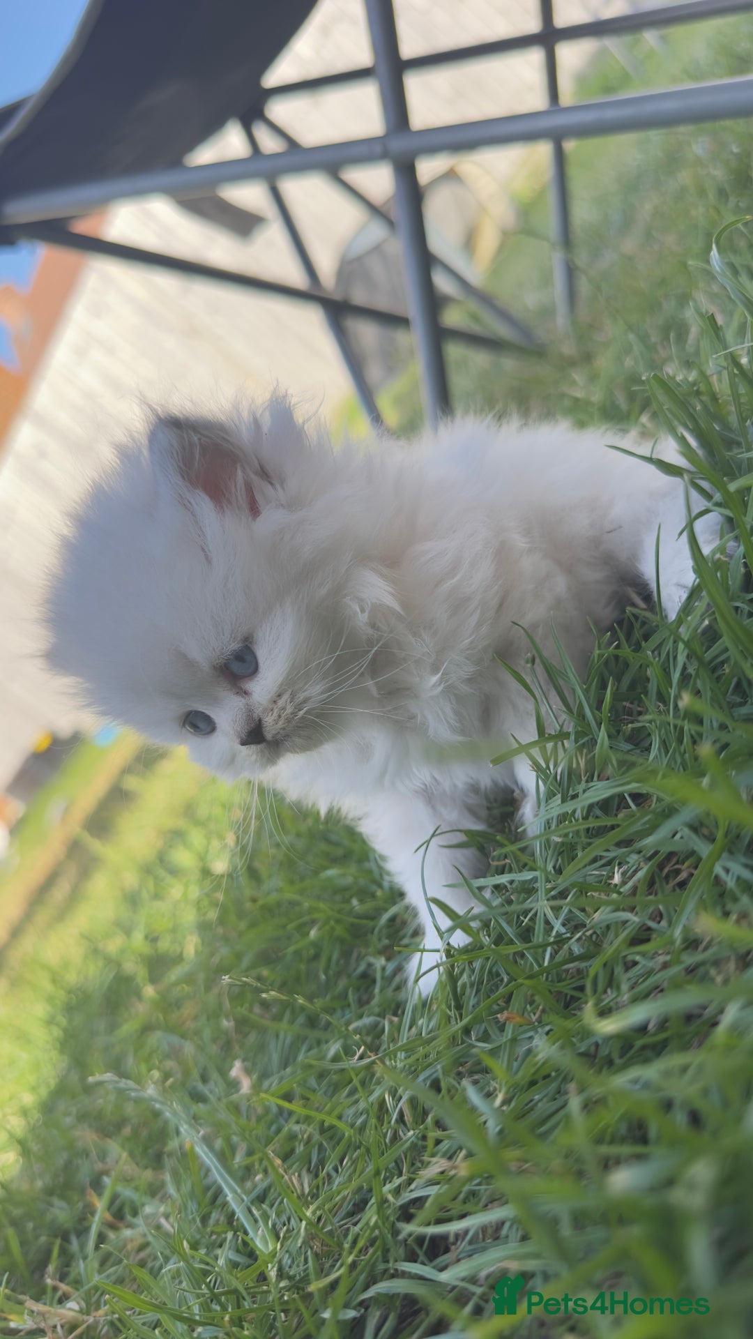 British Longhair cats for sale: 6 Adorable British ShortHair X LongHair kittens .  - Image 22