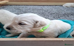 Golden Retriever dogs for sale: Gorgeous pedigree golden retriever puppies - Image 24