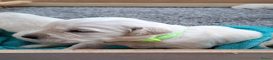 Golden Retriever Puppy 9