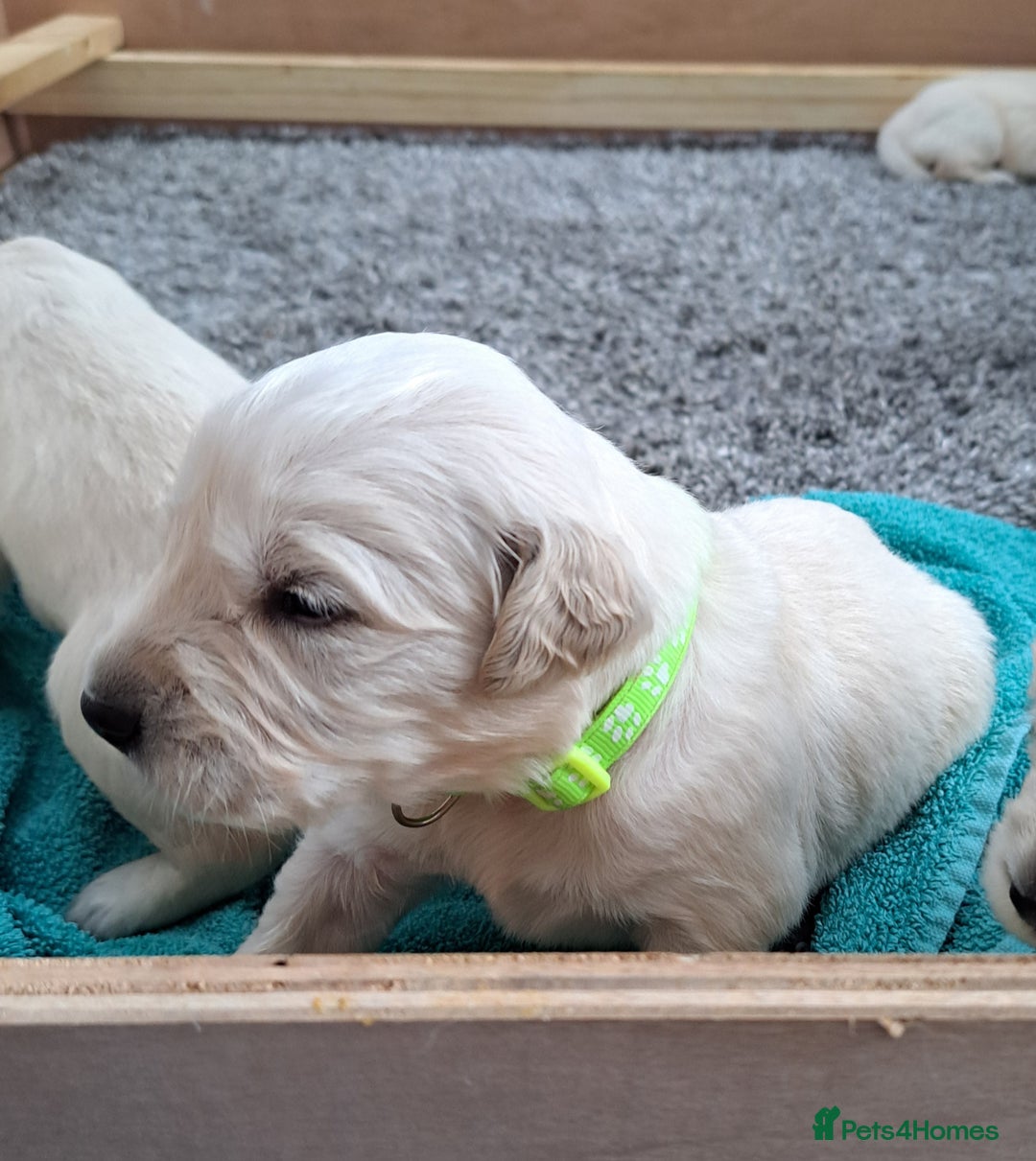 Golden Retriever dogs for sale: Gorgeous pedigree golden retriever puppies - Image 24