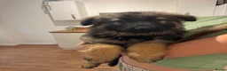 German Shepherd dogs for sale: Female long hair Germany shepherd pup - Advert 15