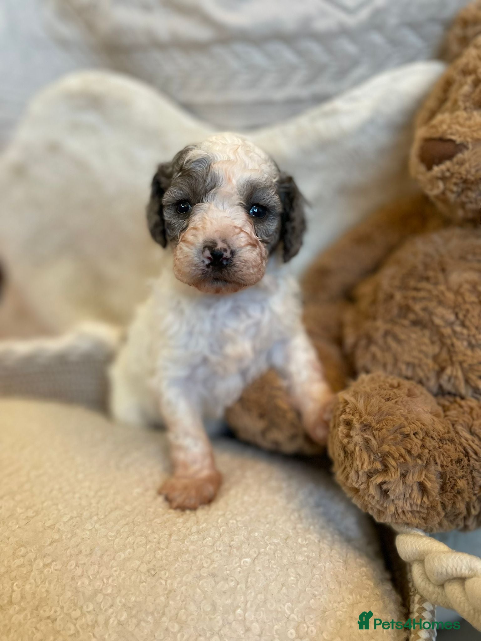 Cavapoo dogs Beautiful cavapoo puppies - Advert 10