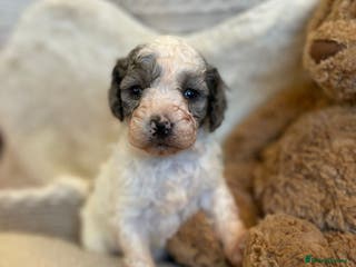 Cavapoo dogs Beautiful cavapoo puppies - Advert 2